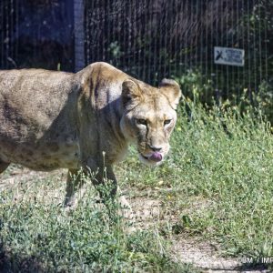 Puma au Parc zoologique de Paris &ndash; observation d&rsquo;un grand f&eacute;lin en captivit&eacute;