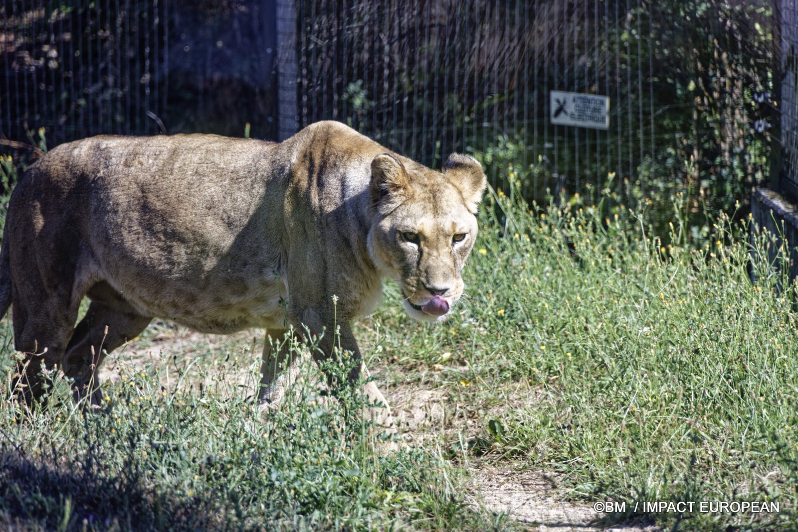 Puma au Parc zoologique de Paris &ndash; observation d&rsquo;un grand f&eacute;lin en captivit&eacute;