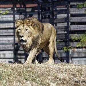 Les animaux sauvages du Zoo de Paris
