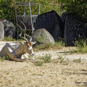 Grand koudou &ndash; mammif&egrave;re herbivore africain aux longues cornes spiral&eacute;es, vivant dans la savane arbor&eacute;e au Parc zoo de Paris