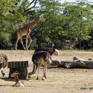 Nandou de Darwin au Parc zoologique de Paris &ndash; oiseau coureur de la pampa patagonienne