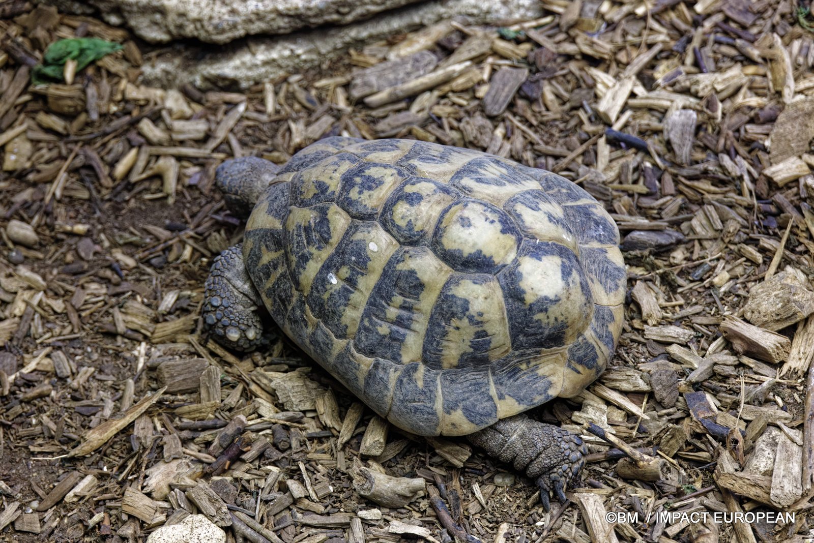 Tortue rayonn&eacute;e au Parc zoologique de Paris &ndash; observation d&rsquo;une tortue terrestre &agrave; carapace rayonn&eacute;e