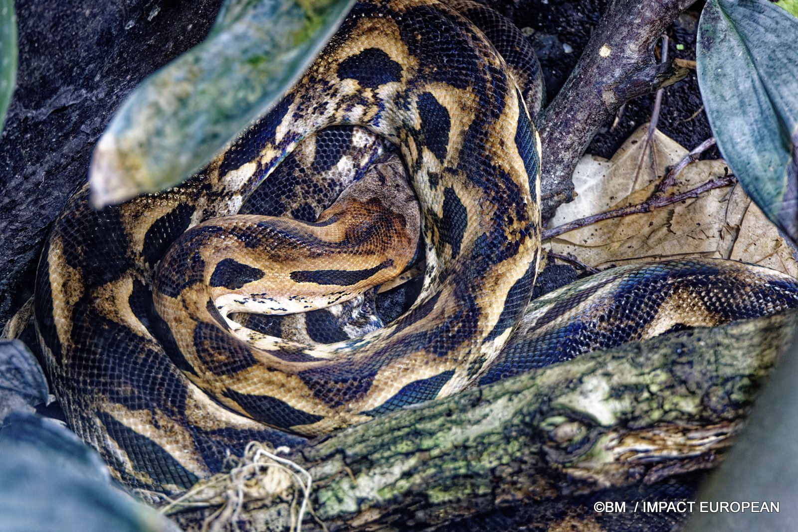 Vip&egrave;re aspic &ndash; serpent venimeux de France expos&eacute; au Parc zoologique de Paris