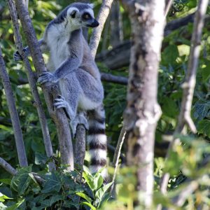 Maki catta au Parc zoologique de Paris &ndash; l&eacute;mur &agrave; queue annel&eacute;e